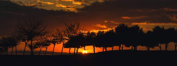 Red Sunrise Tress — Stock Photo, Image