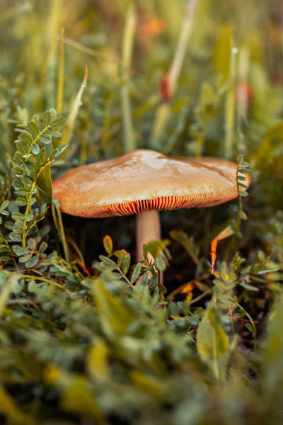Volvopluteus Gloiocephalus Mushroom Grass Стоковое Фото