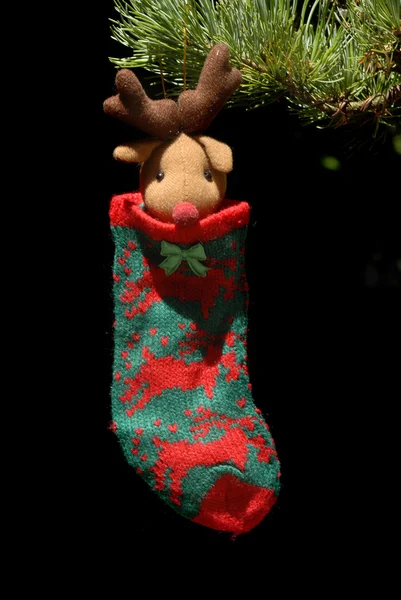 Santa meia pendurada no abeto Natal — Fotografia de Stock