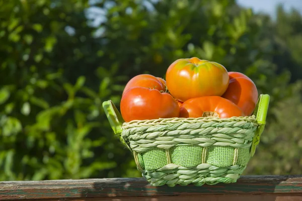 Organic tomatoes in a basket — Stock Photo, Image