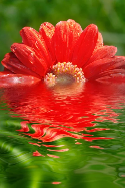 Świeży czerwony stokrotka — Zdjęcie stockowe