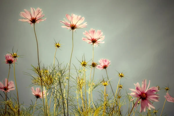 Campo de flores rosa — Fotografia de Stock