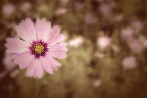 Herfst daisy achtergrond — Stockfoto