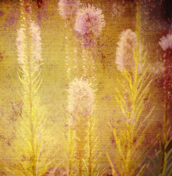 Old background, flowers of the meadow — Stock Photo, Image