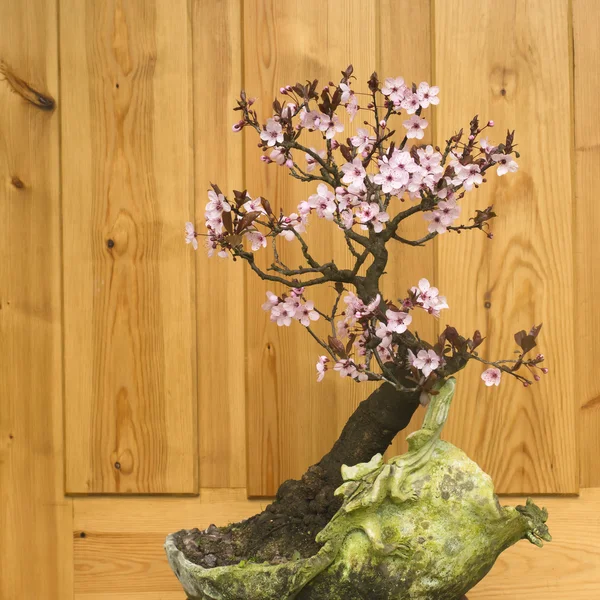梅の花盆栽 (プルナス セラシフェラ) — ストック写真
