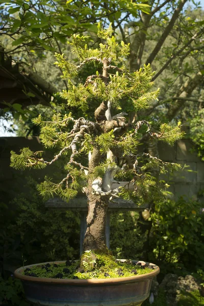 针叶树盆景树 — 图库照片