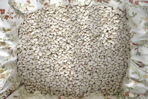 Zbiory białej fasoli — Zdjęcie stockowe