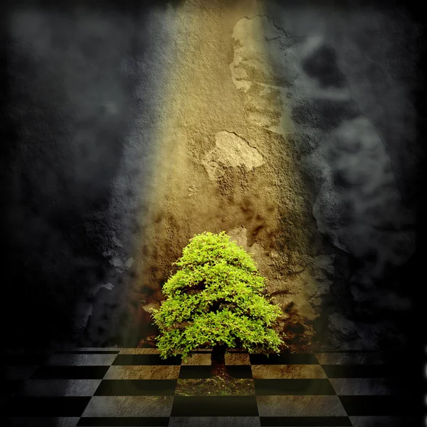 Osamělý strom v temné místnosti — Stock fotografie