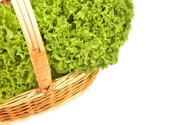 Lettuce organic farming — Stock Photo, Image