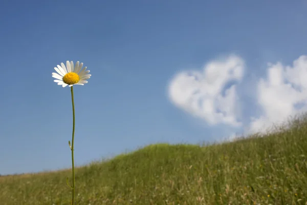 Liebes-Hintergrund — Stockfoto