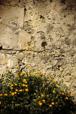 eski taş duvar ve papatya flowes