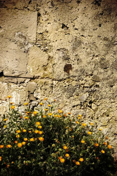 eski taş duvar ve papatya flowes