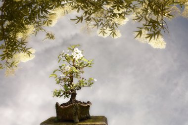 elma ağacı bonsai arka plan