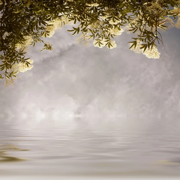 花空と水の背景 — ストック写真