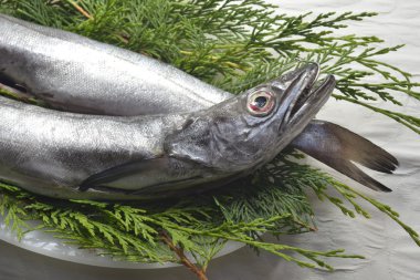 Taze hake balıkçılık kanca