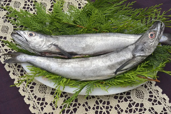 Two whole and raw hake in tray — Stock Photo, Image