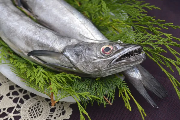 Fresh European hake caught a hook — Stock Photo, Image