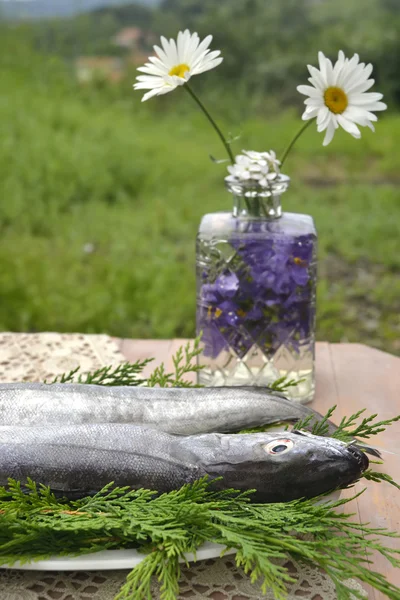 Hala taze hake — Stok fotoğraf