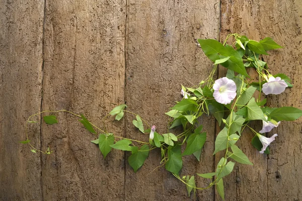 花や木製の壁の背景 — ストック写真