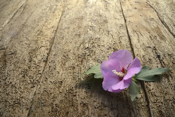 Bloem op oude houten vloer — Stockfoto