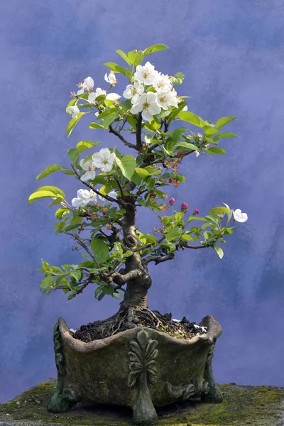 Bonsai tree apple tree — Stock Photo, Image