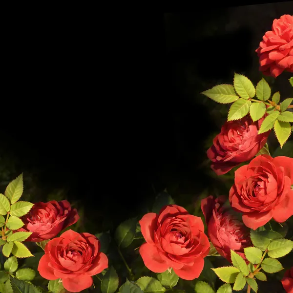 Red roses background card — Stock Photo, Image