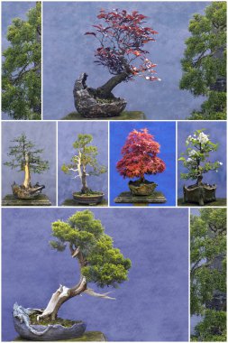 Bonsai dikey kolaj