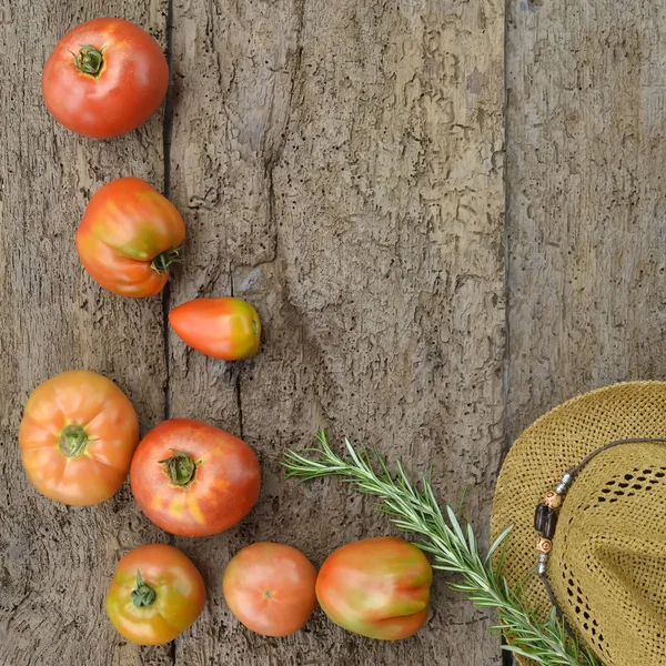 Tomaten biologische teelt — Stockfoto