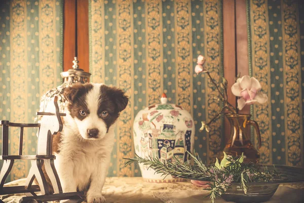 Pequena Fronteira Marrom Branco Cão Filhote Cachorro Collie Uma Casa — Fotografia de Stock