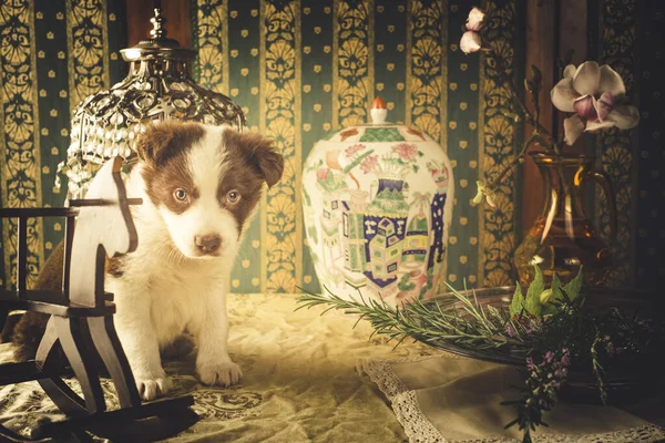 Schöne Hund Tier Border Collie Braun Und Weiß Farbe Einem — Stockfoto