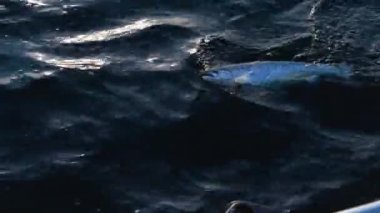 Büyük, güzel bir somon balığı oltaya takılıyor. Balık ağzında bir sallanan kancayla suyun yüzeyinde mücadele eder. Dalgalar tekneyi yukarı aşağı sallıyor. Çok güzel bir yaz akşamı..