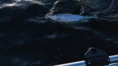 Büyük, güzel bir somon balığı oltaya takılıyor. Balık ağzında bir sallanan kancayla suyun yüzeyinde mücadele eder. Dalgalar tekneyi yukarı aşağı sallıyor. Çok güzel bir yaz akşamı..