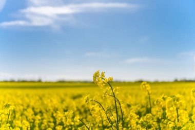 Beautiful, yellow rape plants in big field, in the Danish countryside, soaked in spring sun. Blue sky above, with just a few clouds