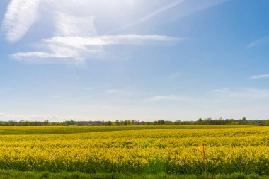 Danimarka kırsalındaki büyük tarlada, bahar güneşiyle ıslanmış güzel, sarı tecavüz bitkileri. Mavi gökyüzü, sadece birkaç bulutla