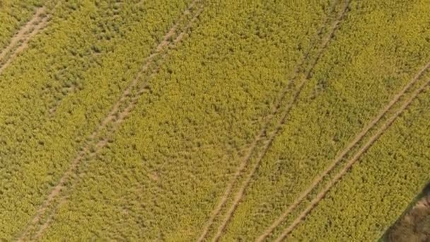 美丽的 黄色的油菜在大田里 在丹麦的乡间 沐浴在春日的阳光中 田里有拖拉机留下的痕迹 无人驾驶飞机射击 — 图库视频影像