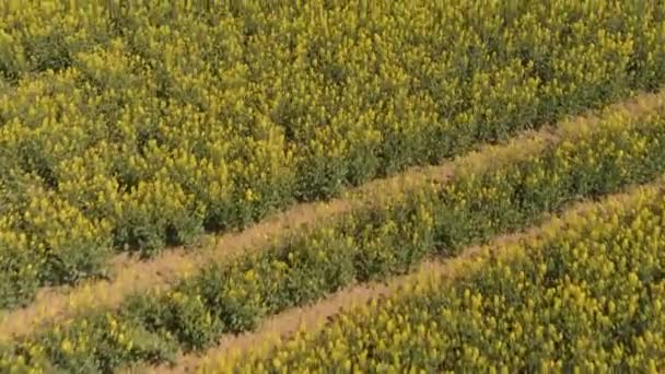 美丽的 黄色的油菜在大田里 在丹麦的乡间 沐浴在春日的阳光中 田里有拖拉机留下的痕迹 无人驾驶飞机射击 — 图库视频影像