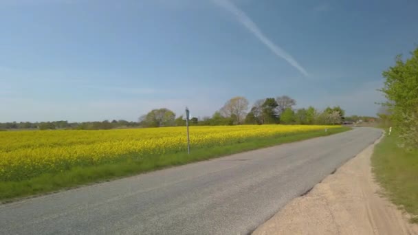 Beautiful Yellow Rape Plants Big Field Danish Countryside Soaked Spring — Wideo stockowe