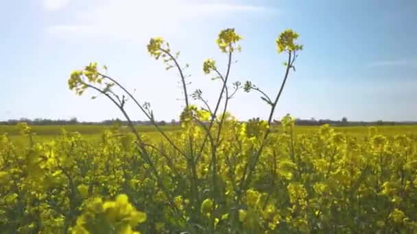 Beautiful Yellow Rape Plants Big Field Danish Countryside Soaked Spring — ストック動画