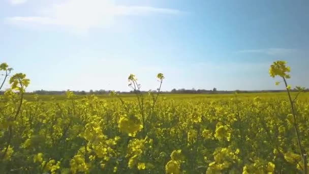 Beautiful Yellow Rape Plants Big Field Danish Countryside Soaked Spring — Stockvideo