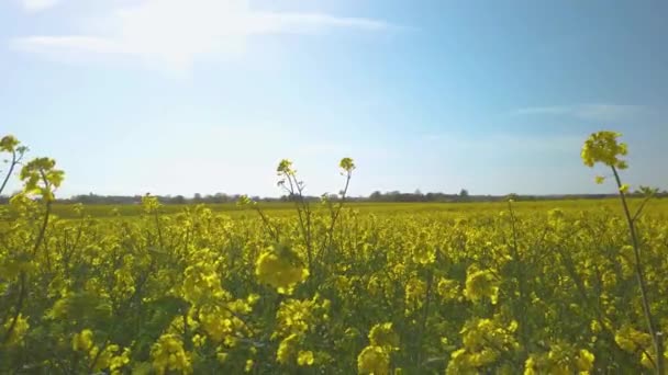 Beautiful Yellow Rape Plants Big Field Danish Countryside Soaked Spring — Stock Video