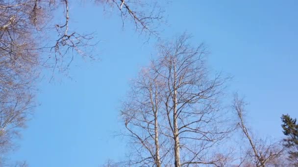 Avion Décollant Volant Bas Dessus Forêt Hivernale Son Ciel Bleu — Video