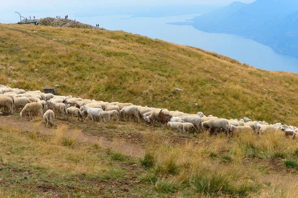 Big flock of sheep and goats grazing on the top of Monte Baldo, Trentino, Italy. The lake Garda is in the background. The flock is being shepherded to a new area. It is a beautiful sunny summer day.