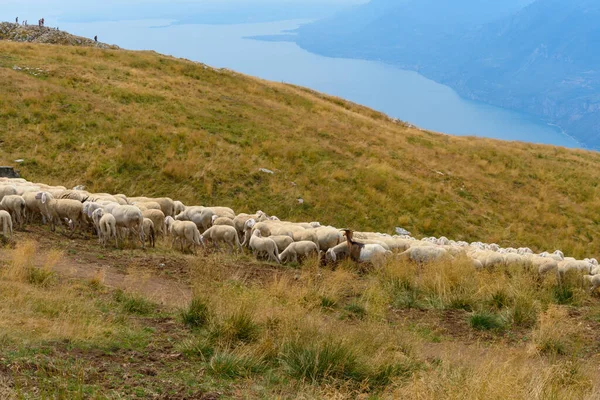 Big flock of sheep and goats grazing on the top of Monte Baldo, Trentino, Italy. The lake Garda is in the background. The flock is being shepherded to a new area. It is a beautiful sunny summer day.