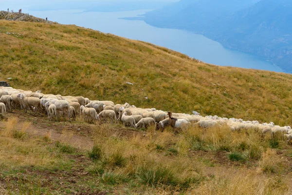 Grande Gregge Pecore Capre Pascolo Sulla Cima Del Monte Baldo Foto Stock Royalty Free
