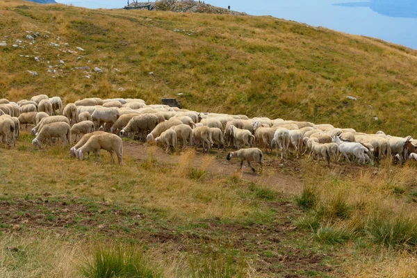 Grande Gregge Pecore Capre Pascolo Sulla Cima Del Monte Baldo Foto Stock