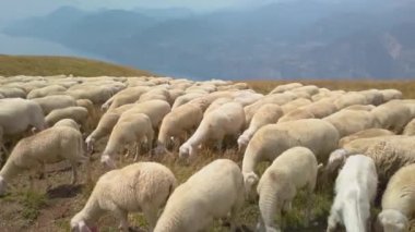 İtalya, Monte Baldo 'nun tepesinde otlayan büyük bir koyun ve keçi sürüsü. Arka planda Garda Gölü var. Sürüye yeni bir alan için çobanlık ediliyor. Kamera soldan sağa dönüyor, hayvanlara yakın.