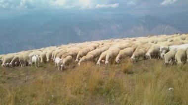 İtalya, Monte Baldo 'nun tepesinde otlayan büyük bir koyun ve keçi sürüsü. Arka planda Garda Gölü var. Sürüye yeni bir alan için çobanlık ediliyor. Bir keçi kameraya doğru geliyor.
