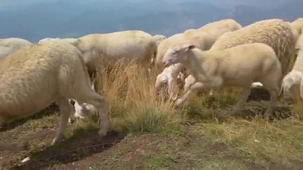 大群羊和山羊在意大利的巴尔多山顶上吃草 加尔达湖就在后面 羊群正在被牧养到一个新的地方 摄像机从左到右 靠近动物 — 图库视频影像