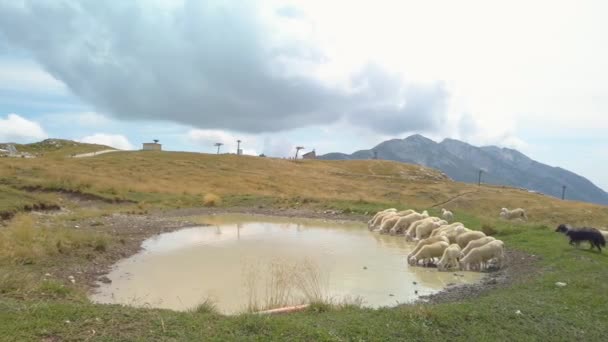 Anjing Gembala Memecah Belah Kawanan Domba Minum Dari Kubangan Kecil — Stok Video