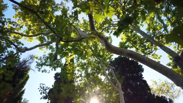 Solen Skiner Genom Träden Vacker Sommardag Kameran Skålar Från Upp — Stockvideo